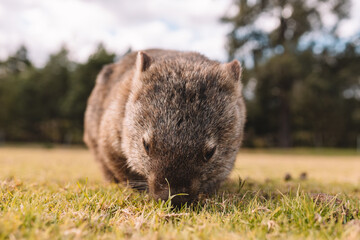 Common Wombat eating grass in a field.