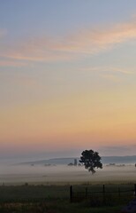 Einsamer Baum im Sonnenaufgang