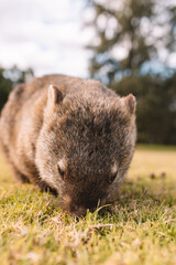 Naklejka premium Common Wombat eating grass in a field.