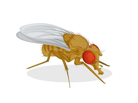Vector illustration, fruit fly or vinegar fly (Drosophila melanogaster), isolated on a white background.