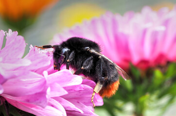 Hummel auf sosa Blüte