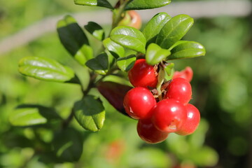 cowberry 
