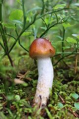 mushrooms in the forest