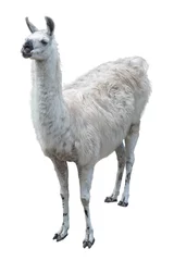 Fotobehang Volwassen lama met grijs-witte dichte vacht met zwarte neus met slijtplekken op de knieën, staande gezicht naar kijker, haar lange pluizige oren prikkend, aandachtig kijkend, geïsoleerd op een witte achtergrond. © ANDY RELY