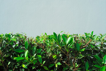Obraz premium Closeup green leaves of bush with gray wall in background