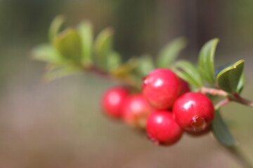 cowberry 