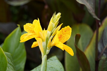Canna L. ,Königin Charlotte,, hybrid flower. Cannaceae family