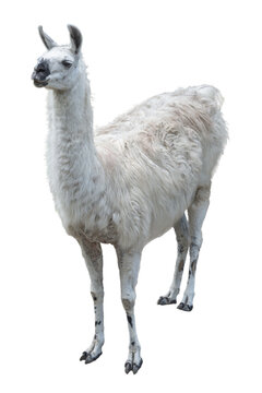 Adult llama with gray-white dense coat with black nose with scuffs on knees, standing face to viewer, pricking up her long fluffy ears, looking attentively, isolated on white background.