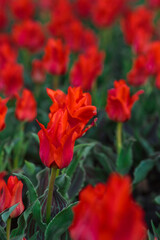 Obraz premium Spring background with red tulips flowers. beautiful blossom tulips field. spring time. banner, copy space 