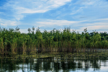 willow on the river, blue sky
