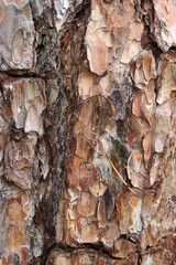 bark of a tree