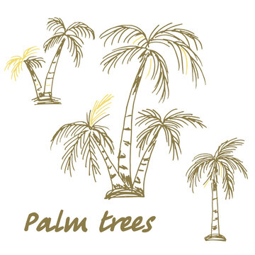 Vector hand drawn illustrations of palm trees isolated on white