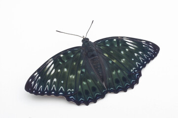 スミナガシ　白背景（Dichorragia nesimachus）