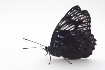 スミナガシ　白背景（Dichorragia nesimachus）