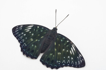 スミナガシ　白背景（Dichorragia nesimachus）