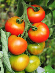 Tomatenernte