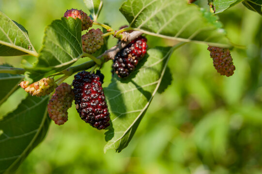 Mulberry berries on the branches. The berries of the mulberry tree. The berries look like scary caterpillars. Summer harvest.