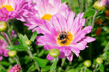 Obraz premium Bumble bee collecting pollen from pink chrysanthemum flower on a sunny day
