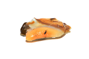 river shell isolated on white background