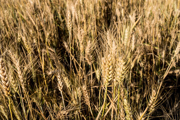 Large expanse of ripe wheat in June, southern Spain