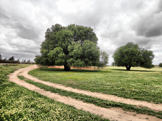 Atlantic pistachio tree