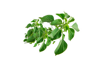 Acalypha indica with white background, is used as a traditional medicine used for numerous  health 