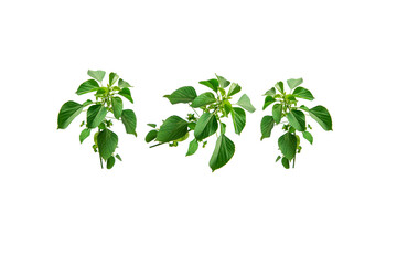 Acalypha indica with white background, is used as a traditional medicine used for numerous  health 