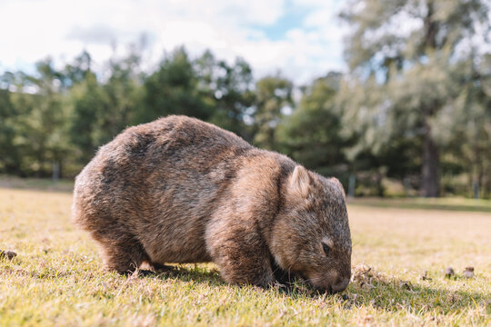 Common Wombat eating grass in a field.