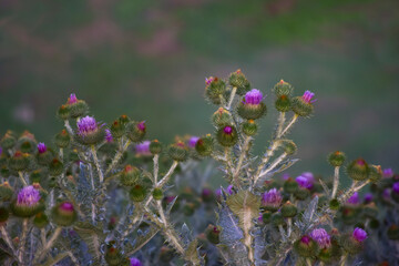 Thistle flowers in a row at the bottom of the frame. In the background a blurred field