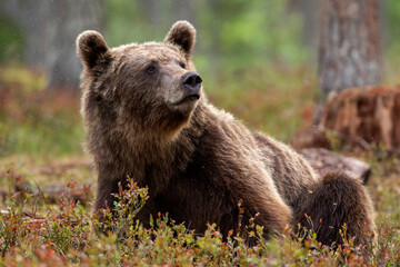 Large Eurasian omnivorous mammal, the brown bear (Ursus arctos) lying on the ground in Finnish...