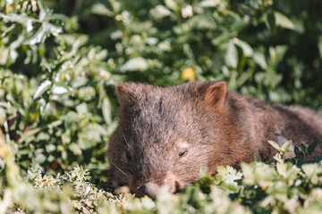 Common Wombat eating grass in a field.
