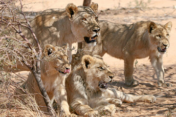 a young lion with his brother are resting in the shade, under the supervision of adult lionesses. africa noon.