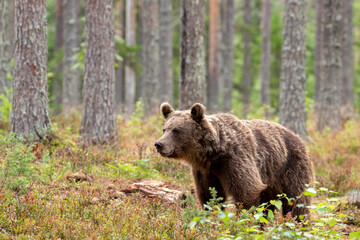 Obraz premium Large wild mammal, Brown bear, Ursus arctos in coniferous forest in Finland, Northern Europe
