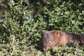 Common Wombat eating grass in a field.