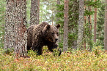 Majestic wild mammal, Brown bear, Ursus arctos in coniferous forest in Finland, Northern Europe