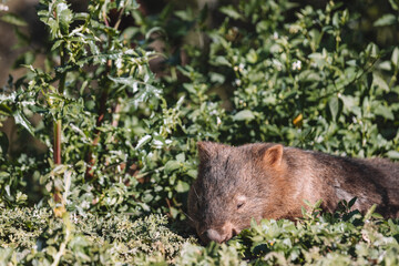 Common Wombat eating grass in a field.
