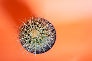 cactus-on-bright-vibrant-background