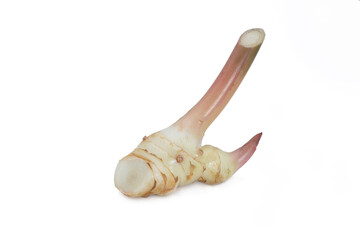 fresh galangal isolated on white background;