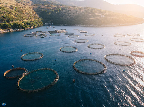 Fish farm in sea bay, aerial view. Round underwater cages. Corfu, Greece.