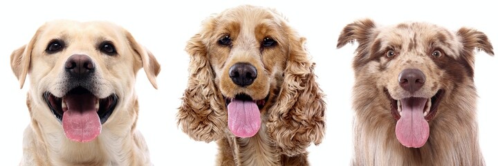 Fototapeta premium Portrait of beautiful animals in a collage