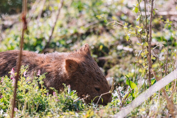 Common Wombat eating grass in a field.