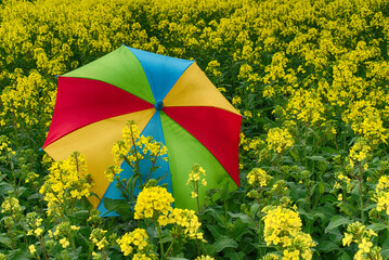 Rainbow umbrella in field of rapeseed, canola or colza