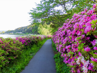 Obraz premium ピンクのツツジが美しい 琵琶湖から唯一流れ出る川 瀬田川の風景