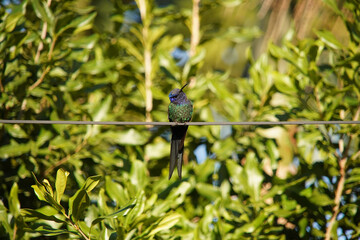 thalurania glaucopis hummingbird on a branch