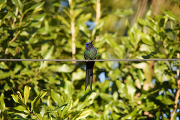 thalurania glaucopis hummingbird on a branch