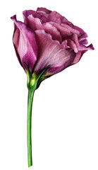 purple rose flower  on white isolated background with clipping path. Closeup. For design. Nature.