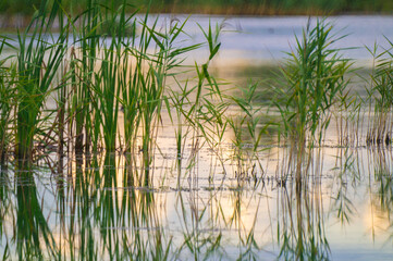 Obraz premium Green plants reeds in the lake at sunset