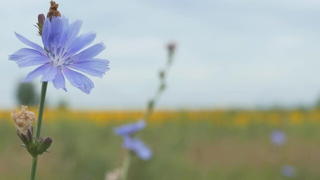 Useful plants. Light blue chicory flowers on the background of a yellow field of sunflowers. Siberia.
