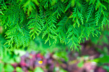 branches of evergreen thuja close-up in the garden