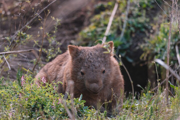 Naklejka premium Common Wombat eating grass in a field.